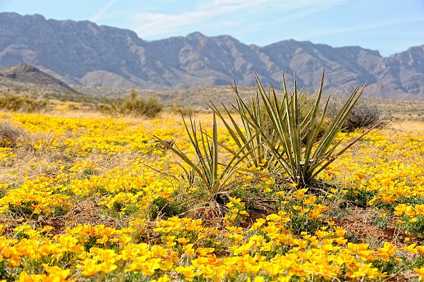 Yucca Plants in Desert Poppy Field Three Spanish Dagger yucca plants in a desert field covered with yellow mexican poppies. el paso texas photos stock pictures, royalty-free photos & images