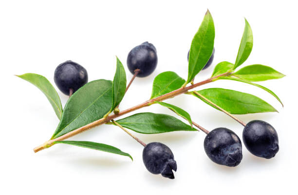 istock Myrtle branch with leaves and berries isolated on white background. 1533626286
