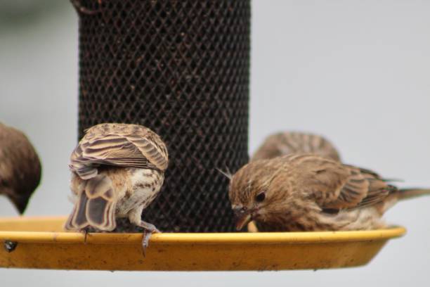 istock House Finches 1533634735