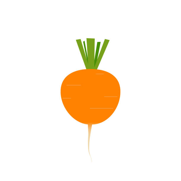 marchewka paryska, marchewka paryska, warzywo, ilustracja, rysunek. okrągła marchewka, marchewka dla dzieci - carrot baby carrot food backgrounds stock illustrations