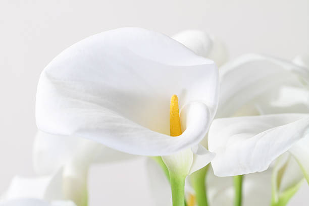 istock Bunch of Cala Lilies in high key 153363727