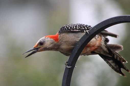 A red bellied woodpecker in an agressive stance.