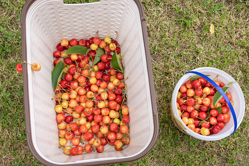 Red and yellow ripe sweet cherries in a basket