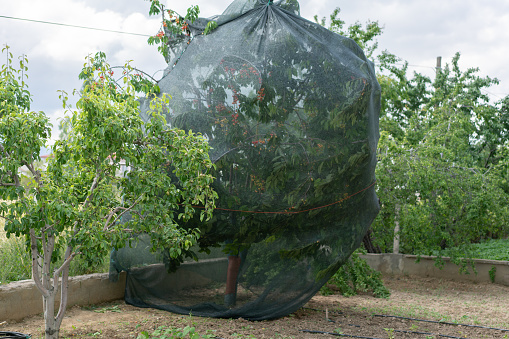 Cherry tree protected from birds with a net