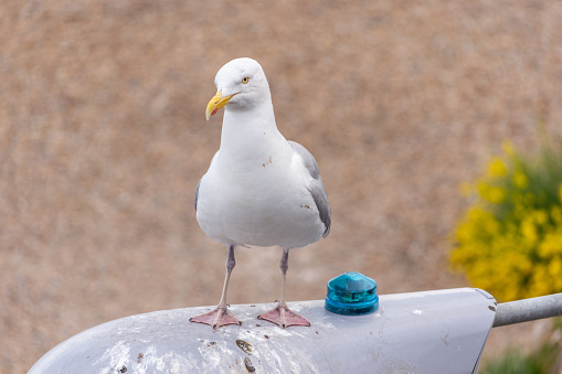 Brighton, UK - June 28th 2014: A Western Gull standing on a lamp post at Brighton Beach.