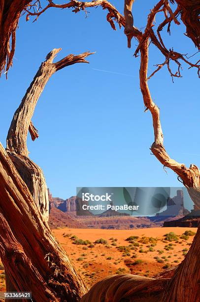 Дерево Оправе Бют — стоковые фотографии и другие картинки Аризона - Юго-запад США - Аризона - Юго-запад США, Без людей, Вертикальный