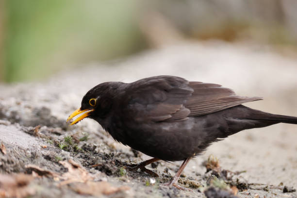istock Blackbird (Turdus merula) Male eating 1533655740