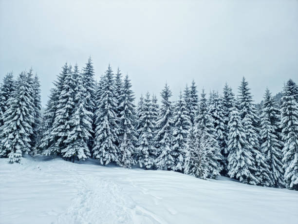 istock Fir trees covered with snow. Beautiful winter background. 1533656951