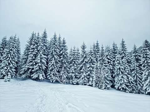 Fir trees covered with snow. Beautiful winter background.