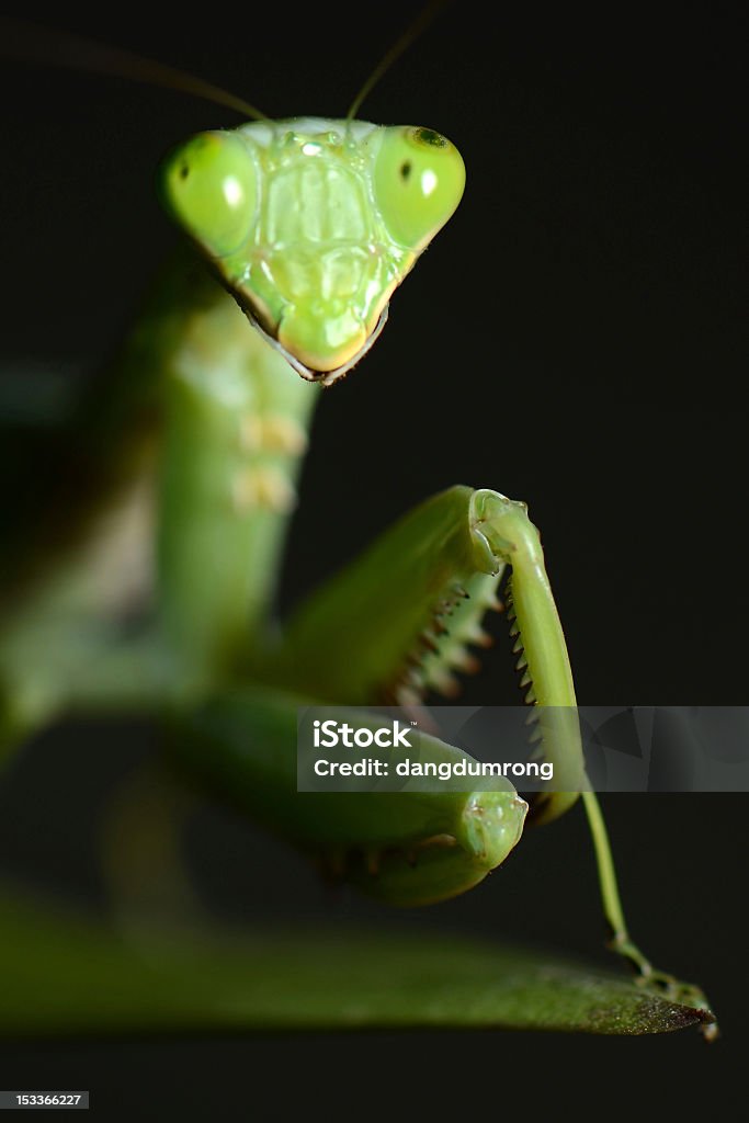 Mantis religiosa de hoja verde - Foto de stock de Animal libre de derechos