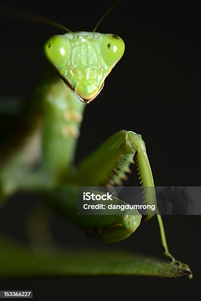 Mantis Religiosa De Hoja Verde Foto de stock y más banco de imágenes de Animal - Animal, Animales cazando, Antena - Parte del cuerpo animal
