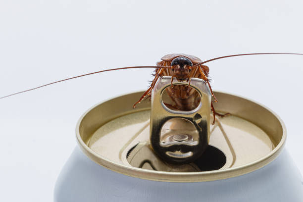 바퀴벌레 - cockroach hissing ugliness insect 뉴스 사진 이미지
