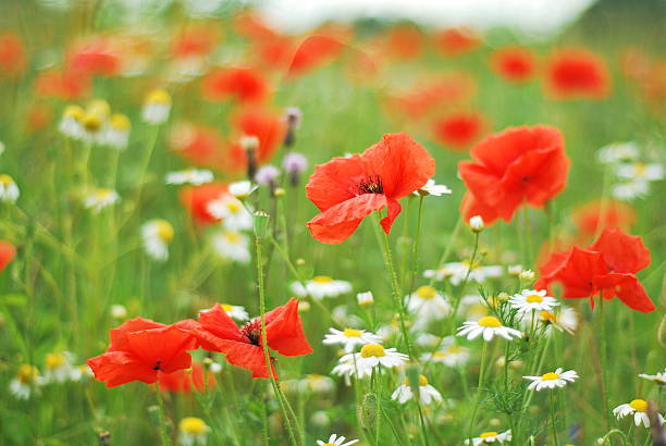 Field of poppies stock photo