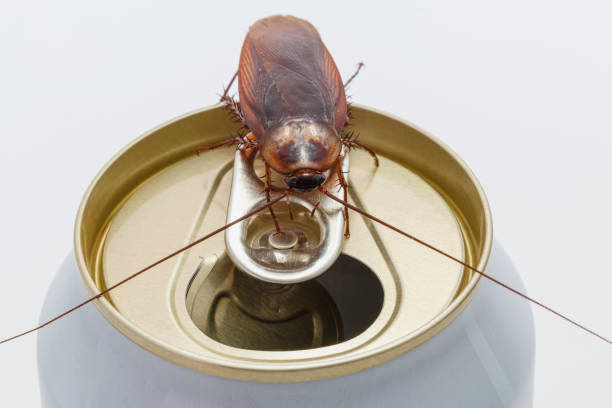 바퀴벌레 - cockroach hissing ugliness insect 뉴스 사진 이미지