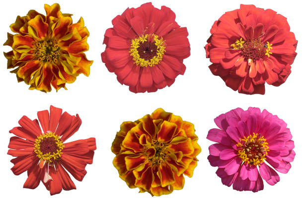 istock set of zinnia flowers 1533663690