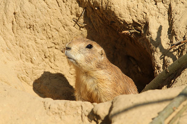istock Prairie dog looking out of its burrow 153366704