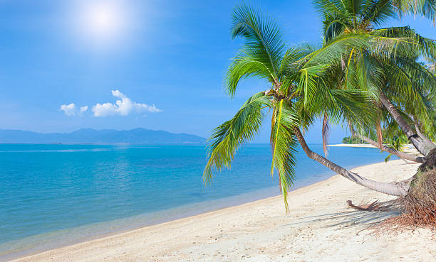 istock beach with coconut palm and sea 153367083