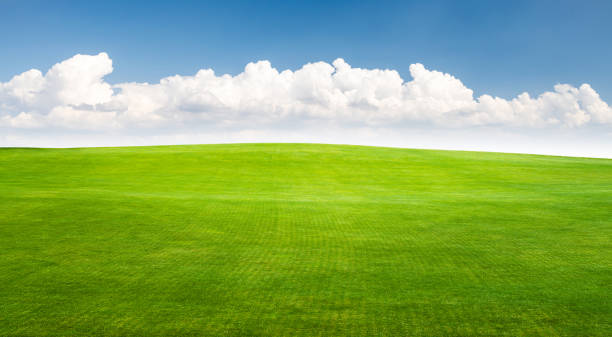 istock Landscape with green grass field under a blue sky 1533681381