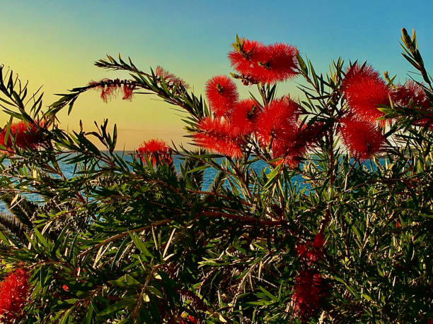 istock flowers in beautiful colors 1533682437