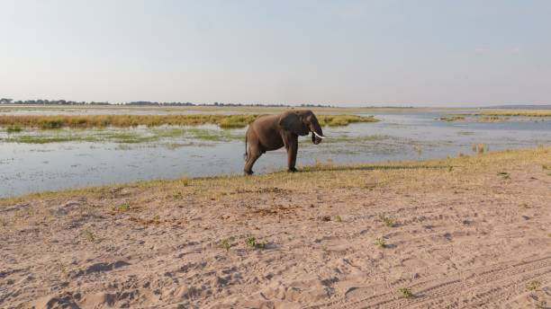 istock an elephant walking along the edge of a sandy river by the shore 1533686774