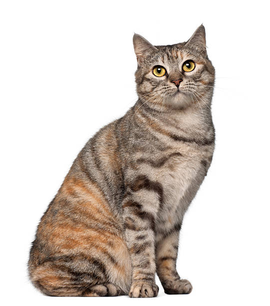 istock Kurilian Bobtail cat, 1 year old, sitting 153368868