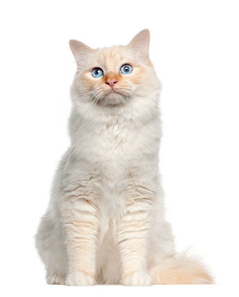 istock Portrait of Birman cat, sitting 153368871
