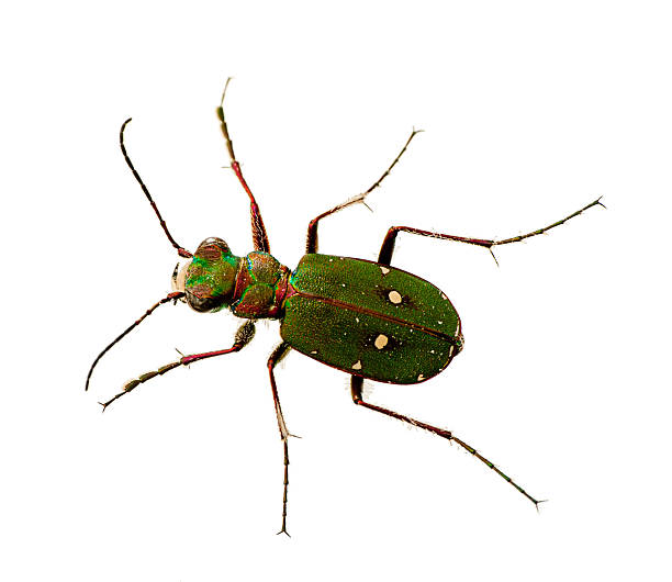 green tiger beetle cicindela campestris, macro - 班蝥 圖片 個照片及圖片檔