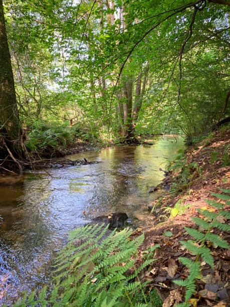 istock Creek at Palatinate Forest in Germany 1533691078