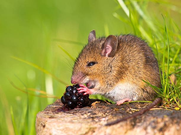 istock Wild mouse eating blackberry on log in sunshine 153369150