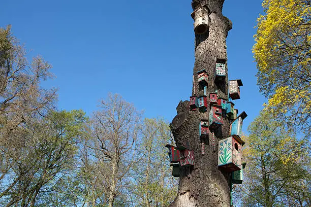 Nesting-boxes on the tree in the park of Verkiai palace, Vilnius, Lithuania