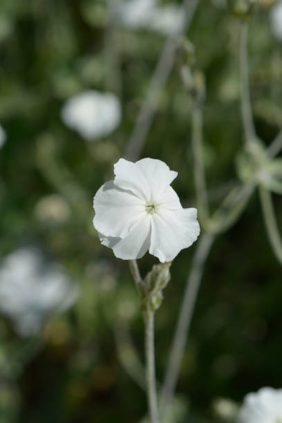 50+ White Rose Campion Flower Seeds (Silene) - Perennial, Harvested 07/24 - Free Shipping