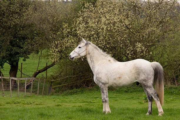 Standing Proud Beautiful dapple grey horse stands proudly in field in english countryside. dapple gray horse standing silver stock pictures, royalty-free photos & images