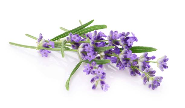 istock Lavender flowers isolated on white background 1533695382