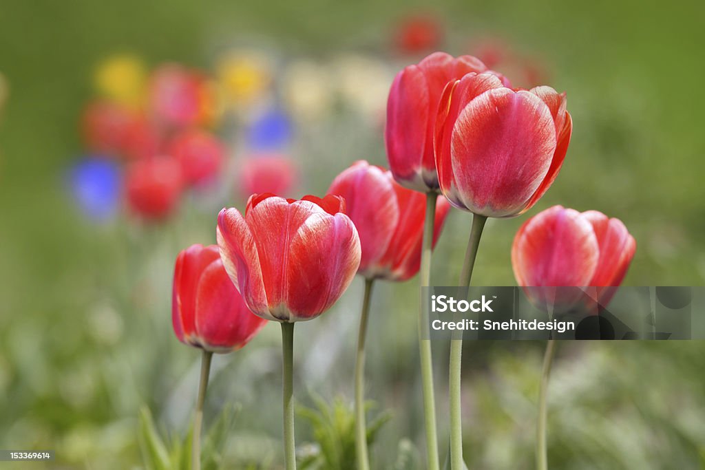 Tulipes rouges - Photo de Arbre en fleurs libre de droits