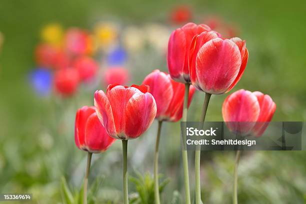 Photo libre de droit de Tulipes Rouges banque d'images et plus d'images libres de droit de Arbre en fleurs - Arbre en fleurs, Beauté de la nature, Botanique