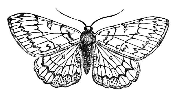 бабочка винтаж иллюстрация - antenae стоковые фото и изображения