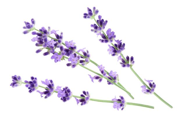 istock Lavender flowers isolated on white background 1533698094