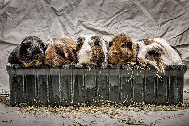 five guinea pigs sitting in a green flowerbox closed together and waiting for something would happen