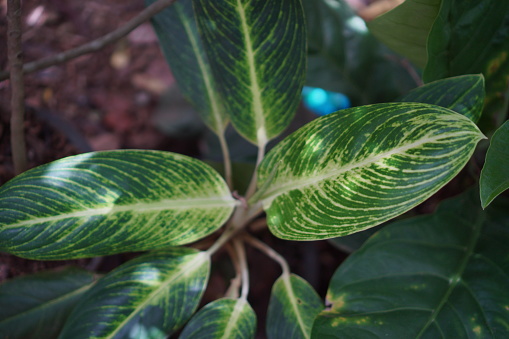 laonema Kay lime is an evergreen plant with large green leaves