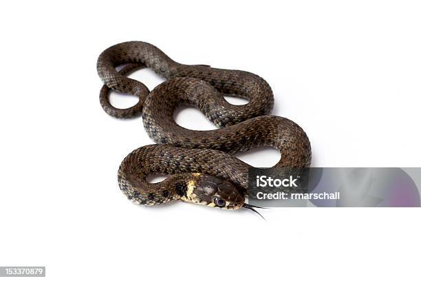 Serpiente Foto de stock y más banco de imágenes de Animal - Animal, Animal joven, Boca de animal