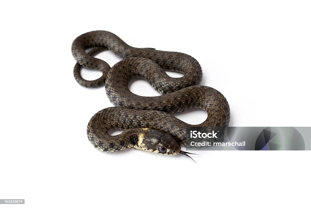 Serpente - Foto stock royalty-free di Animale