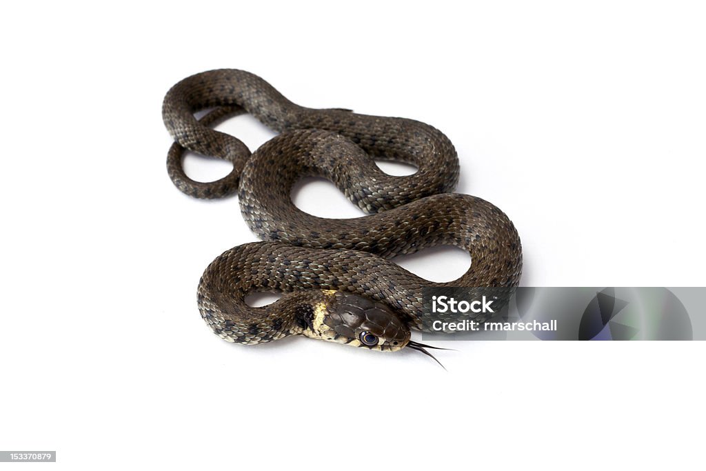 Змея - Стоковые фото Горизонтальный роялти-фри
