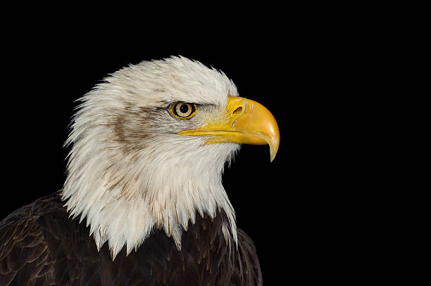 porträt von amerikanischer symbol weißkopfseeadler, isoliert auf schwarz - white headed eagle stock-fotos und bilder