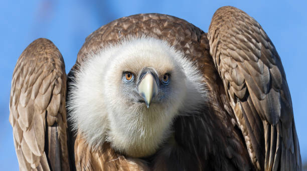 Frontal close-up view of a Eurasian griffon vulture