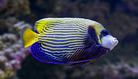 Close-up view of an adult Emperor angelfish (Pomacanthus imperator)