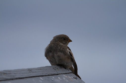 Young fledging Lapland Longspur sitting on a wooden platform on an overcast day, Arviat, Nunavut, Canada