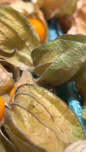 Physalis Physalis, sometimes called Emerald Berry or Earth Cranberry, Peruvian Gooseberry, Bubblegum, Pesya Cherry, Marunca, Strawberry Tomato used to decorate confectionery