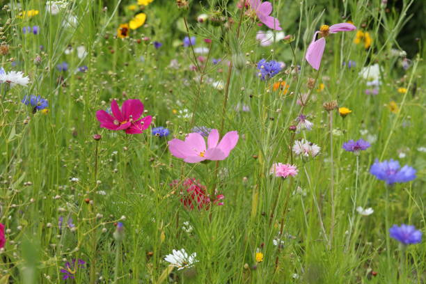 istock a group beautiful different wild flowers closeup 1533719052