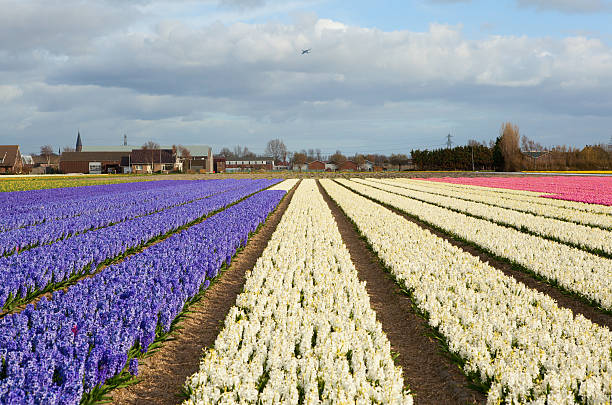 istock Beautiful hyacinth fields in Holland 153372136