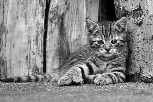 One kitten resting in front of some wood logs and looking at the camera in black and white